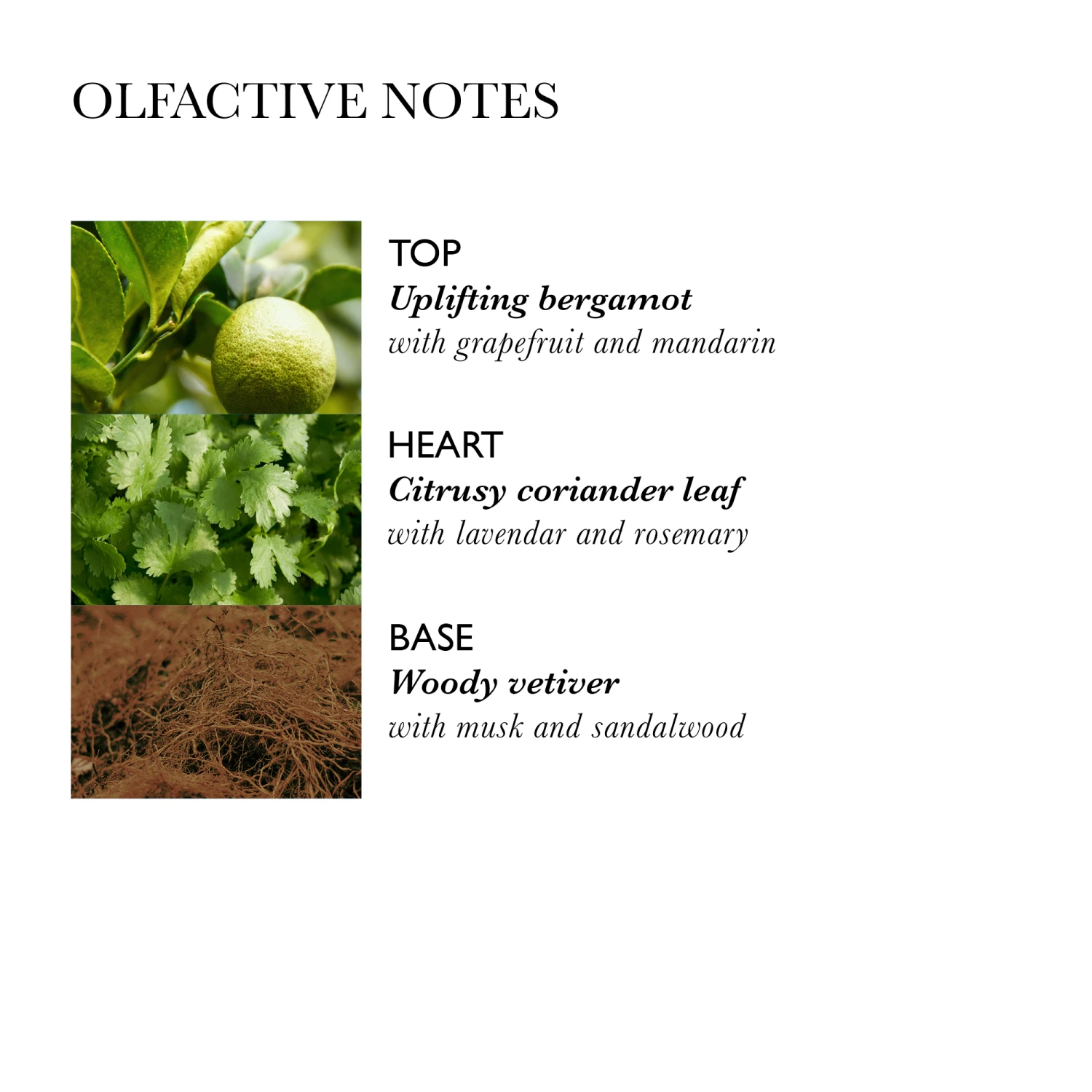 Molton Brown Balancing Shampoo With Coriander 300ml 10688195 – Bild 3